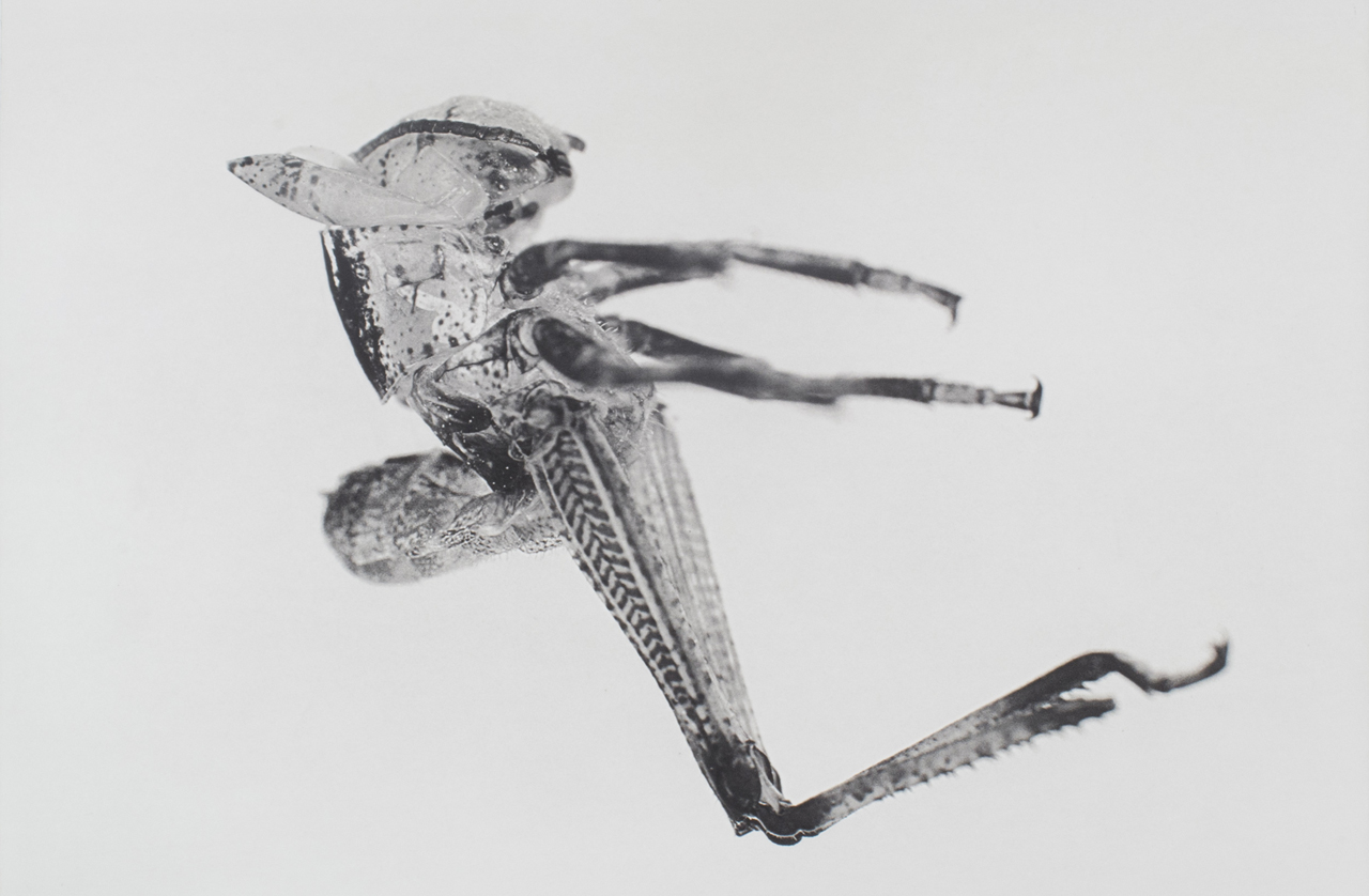 Carsten H&ouml;ller, Puppen, 2013, photogravure